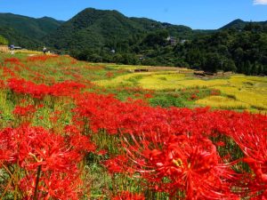 寺坂棚田