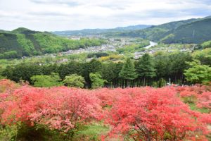 金尾つつじ山公園