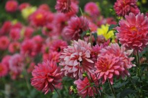 両神山麓花の郷ダリア園