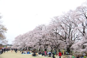 無線山さくらまつり