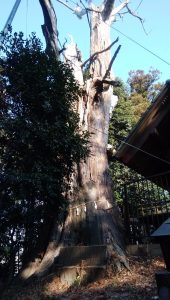 土屋神社神木スギ