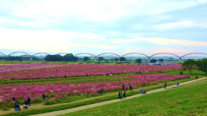 秋の荒川水管橋見学会