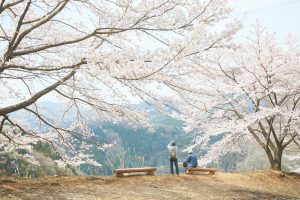 虎山の千本桜