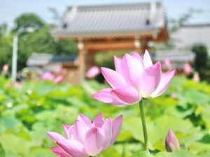 福昌寺の大使蓮