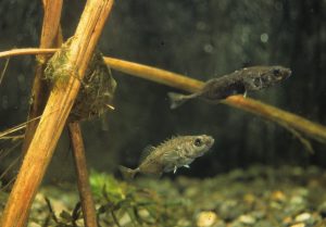 さいたま水族館