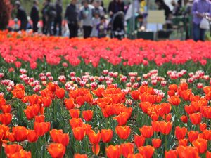 花のオアシス