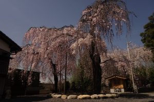 蓮生堂のしだれ桜