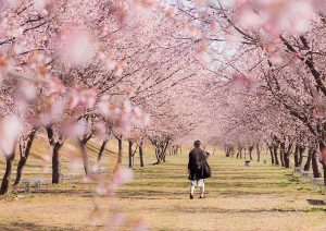 北浅羽桜堤公園の安行寒桜