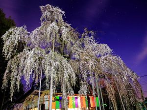 慈眼寺のシダレザクラ