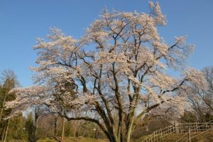 鉢形城公園