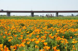 第14回こうのす花まつり