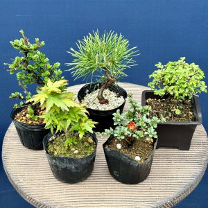 第41回　大盆栽まつり