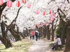 鶴ヶ島桜まつり