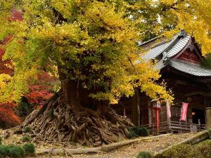 岩殿観音 正法寺