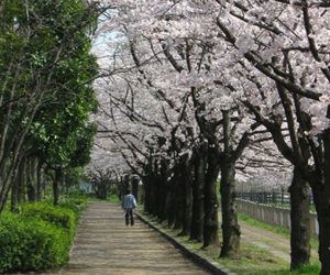 八条親水公園