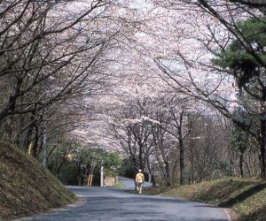 笛吹峠桜並木