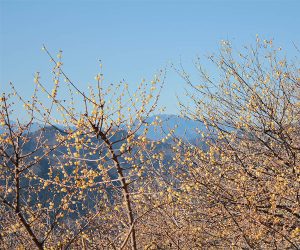 宝登山ロウバイ園