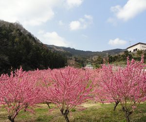 花桃の郷