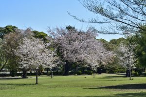 和光樹林公園