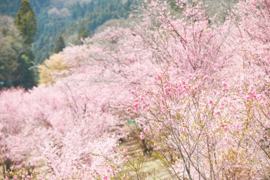 東秩父村_花桃の郷