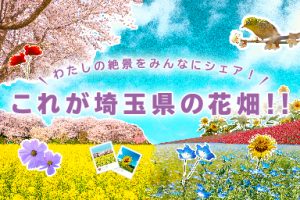 これが埼玉県の花畑！！