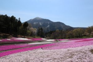 秩父市_ 羊山公園芝桜の丘