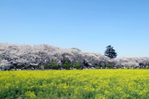 幸手市_権現堂桜