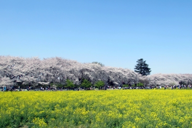 幸手市_権現堂桜