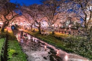 川越市_新河岸川の夜桜