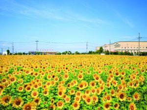 上里町_ひまわり畑（このはなパーク上里）