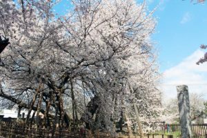 板石塔婆公開
