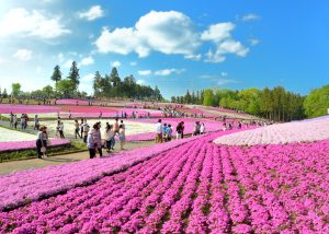 2025年芝桜まつり《羊山公園　芝桜の丘》