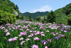 両神国民休養地 花しょうぶ園　「花しょうぶまつり」