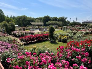 伊奈町制施行記念公園（バラ園）