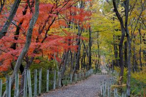 嵐山渓谷遊歩道