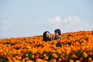マリーゴールド丘公園
