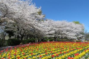 大宮花の丘農林公苑