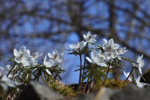 小鹿野町_節分草園