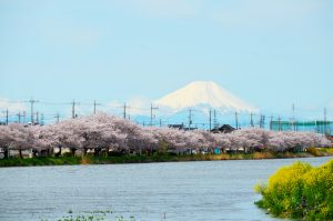 古利根川桜まつり